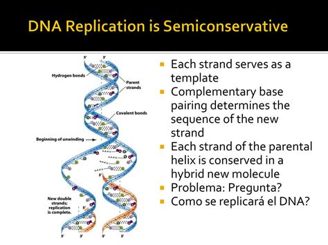 why is dna replication considered semi conservative